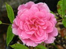 Primerose Sistau rose photo