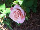 Show Stopper™ rose photo