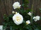 KORblixmu rose photo