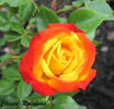 Chasin' Rainbows™ rose photo