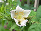 Pfänder's Canina rose photo
