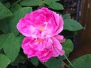 Monsieur de Morand rose photo
