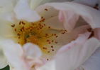 Claus Groth rose photo