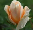 Frank Chapman rose photo