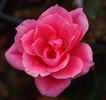 Riverdance rose photo