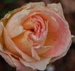 Gurzuf rose photo