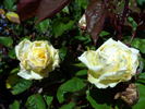 Perle des Jardins, Cl. rose photo