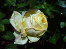 Perle des Jardins, Cl. rose photo