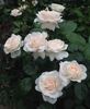 Miss Dior rose photo