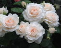 Miss Dior rose photo
