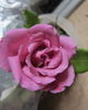 Moon Shadow ™ rose photo