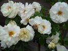 White Meilove rose photo