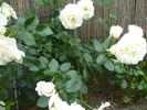 KORblixmu rose photo