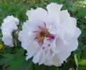 Hissiana peony photo