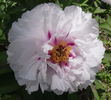 Hissiana peony photo