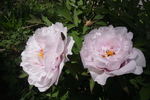 Hissiana peony photo