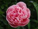 Etched Salmon peony photo