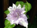 Belle of Woking clematis photo