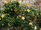 Emily Gray rose photo