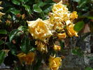 Emily Gray rose photo