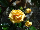 Emily Gray rose photo