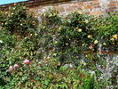 Emily Gray rose photo