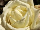 Fürstin Infantin von Hohenzollern rose photo