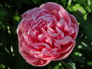 Etched Salmon peony photo