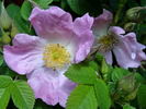 Lady Curzon rose photo