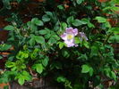 Lady Curzon rose photo