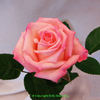Show Stopper™ rose photo