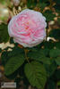 Alba Carnea rose photo