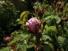 De Candolle rose photo