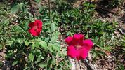 Vesuvius rose photo
