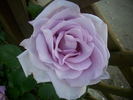 Mainzer Fastnacht, Cl. rose photo