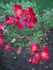 Claret Cup rose photo