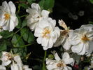 Moscalbò rose photo