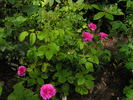 Orazio Vecchi rose photo
