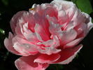 Etched Salmon peony photo