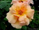 Odette Foussier rose photo
