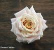 Dream Catcher rose photo