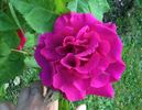 Gloire de Chédane-Guinoisseau rose photo
