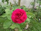 Gloire de Chédane-Guinoisseau rose photo