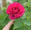 Gloire de Chédane-Guinoisseau rose photo