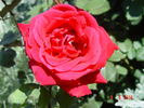 Red American Beauty rose photo