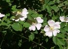 <i>Rosa canina inermis</i> 'Clou' rose photo