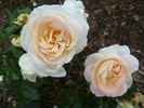Marie Antoinette rose photo
