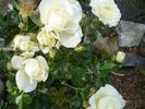 White Meilove rose photo