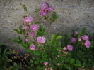 Amade László rose photo