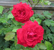 Griff's Red rose photo
